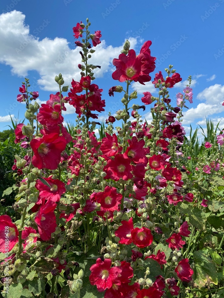 red flowers against sky