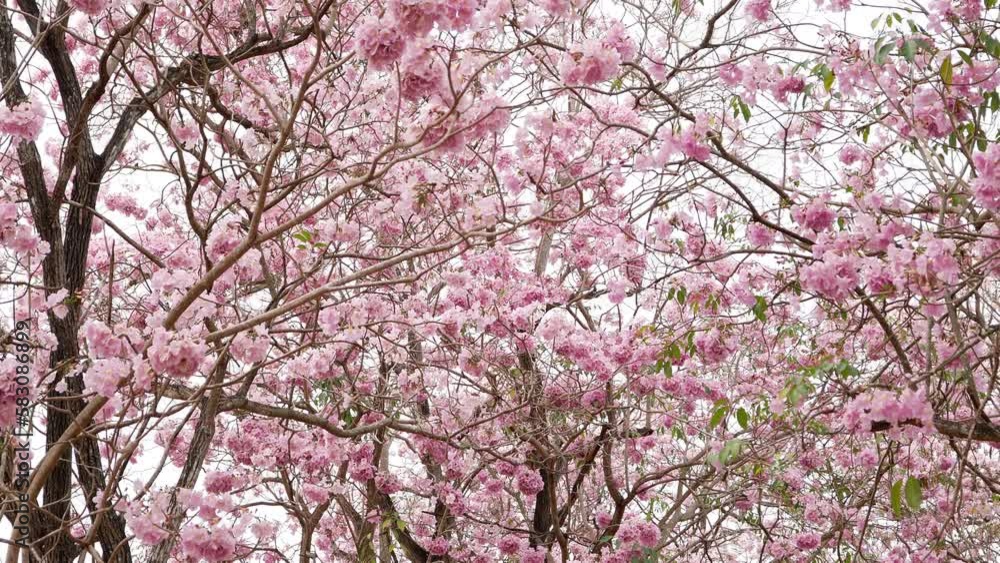 beauty background of Tabebuia rosea,Pink Pantip pink flowers is a deciduous perennial plant. medium to large Oval or spherical canopy Widely spread in layers. The bark is smooth, gray or brown. beauty background of Tabebuia rosea,Pink Pantip pink flowers is a deciduous perennial plant. medium to large Oval or spherical canopy Widely spread in layers. The bark is smooth, gray or brown.