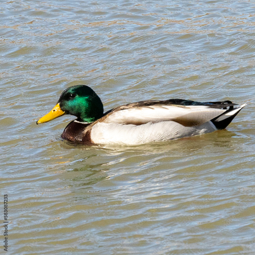 Obraz premium duck on the water