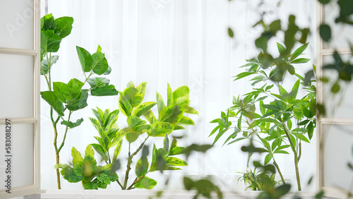 窓と植物　サンルーム