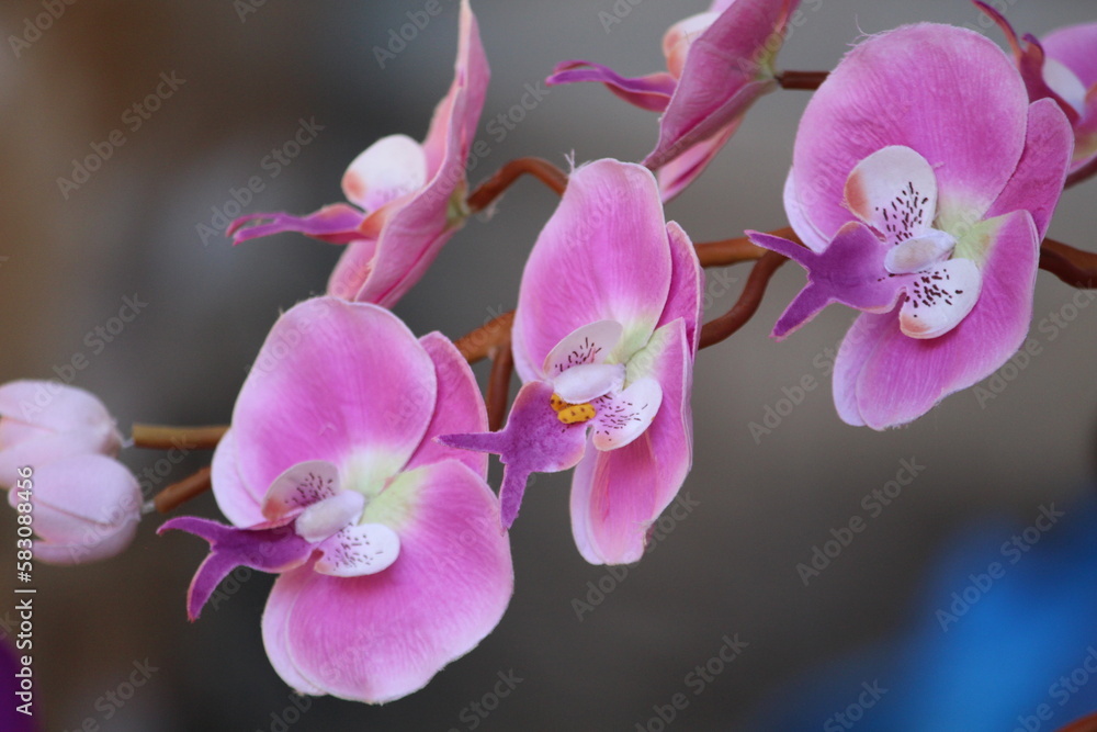 pink orchid flower pink orchid flower