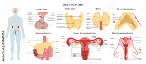 Endocrine system organs set. Human anatomy educational infographic. photo