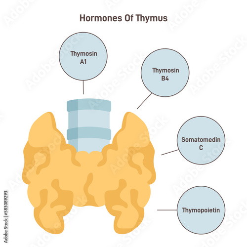 Thymus hormones. Endocrine system organ producing hormones