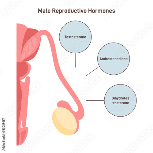 Male reproductive hormones. Human endocrine system organ producing