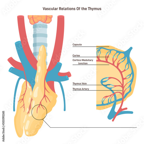 Thymus anatomy and blood supply. Primary lymphoid organ of the human