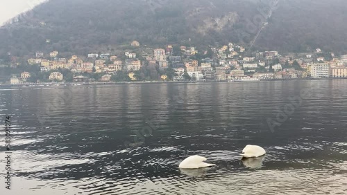 Beautiful white swans on Lake Como