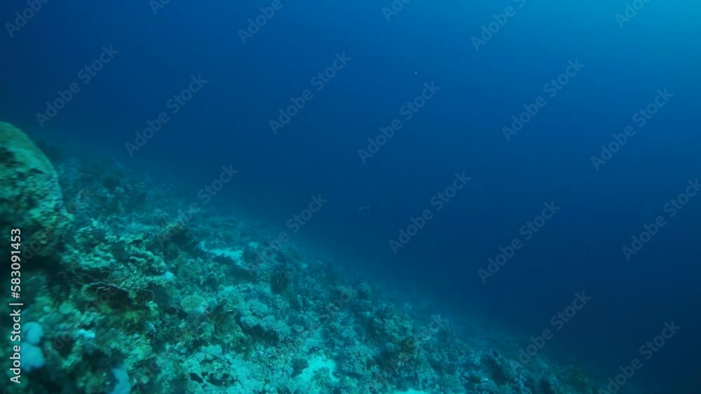 See gentle movements of school of fish and corals in slow motion. Underwater world is peaceful and tranquil escape from hustle and bustle of life. See gentle movements of school of fish and corals in slow motion. Underwater world is peaceful and tranquil escape from hustle and bustle of life.