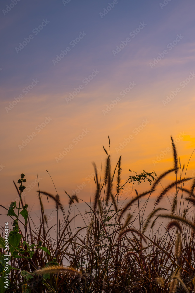 Beautiful sunrise with grass flowers Beautiful sunrise with grass flowers