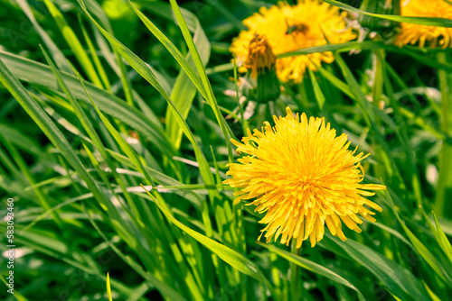 Yellow dandelions on green grass. Weed on the lawn. Natural background. Summer season. Bright juicy colors. Copy space. Nature medicinal herb. Garden care. Honey plant. Warm sunny weather. Close-up