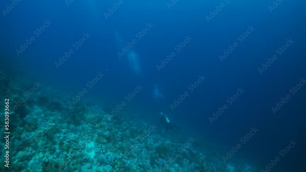 Witness peaceful coexistence of corals and diver s in slow motion. Underwater world is surreal and mystical wonderland in ocean. Witness peaceful coexistence of corals and diver s in slow motion. Underwater world is surreal and mystical wonderland in ocean.