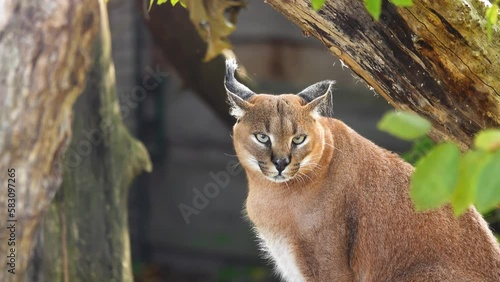 caracal looking in different directions photo