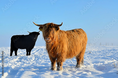 cows in winter