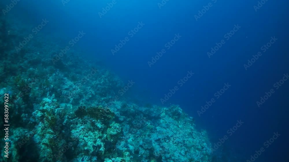 Appreciate intricate beauty of diver and corals in slow motion. Underwater world is peaceful and tranquil sanctuary of natural beauty. Appreciate intricate beauty of diver and corals in slow motion. Underwater world is peaceful and tranquil sanctuary of natural beauty.