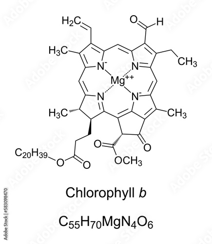 Chlorophyll b, chemical formula and structure. Contained in land plants, helping in photosynthesis by absorbing light energy. Single magnesium atom bound by 4 nitrogen atoms in a plane porphyrin ring.
