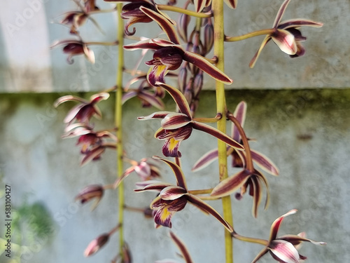 Cymbidium aloifolium, It is a kind of wild orchid. White petals and dark red. Choose a specific focus. background blur. photo