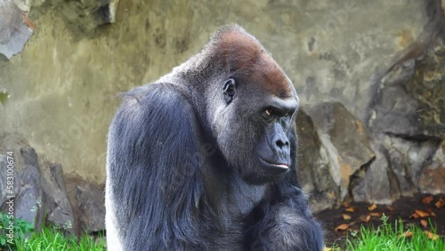 western lowland gorilla looking in different directions photo