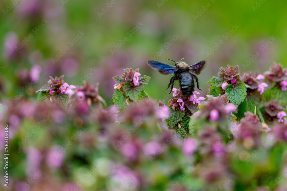 The big blue carpenter bee The big blue carpenter bee