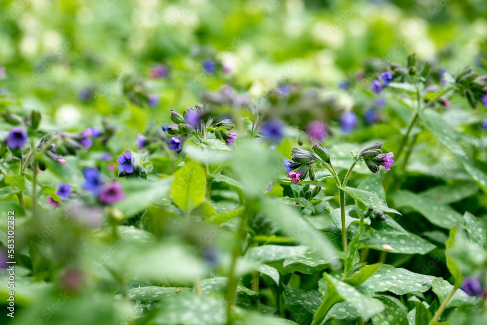 Beautiful purple flowers Pulmonaria with green leaves Beautiful purple flowers Pulmonaria with green leaves