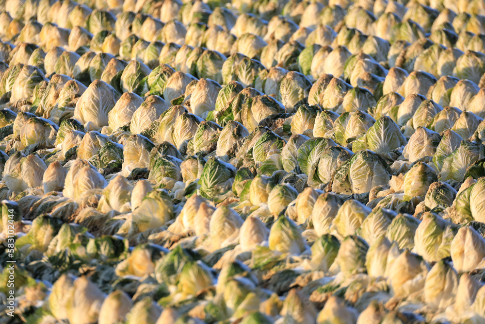Farmer's trail,winter landscape of abandoned cabbage field Farmer's trail,winter landscape of abandoned cabbage field