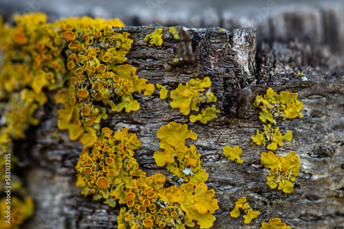 lichen on tree photo