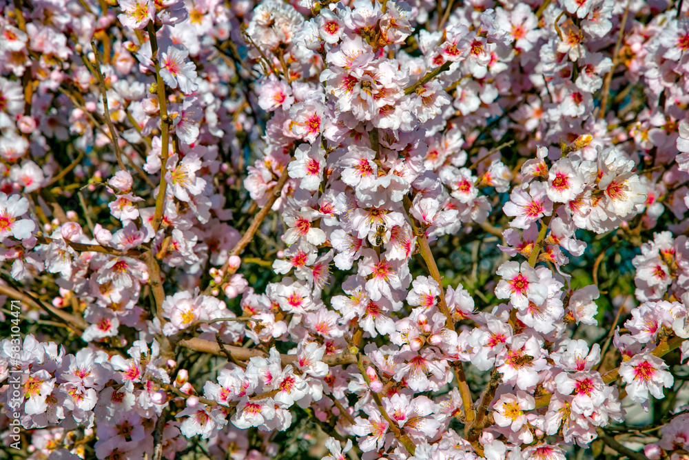 blooming almond tree flowers