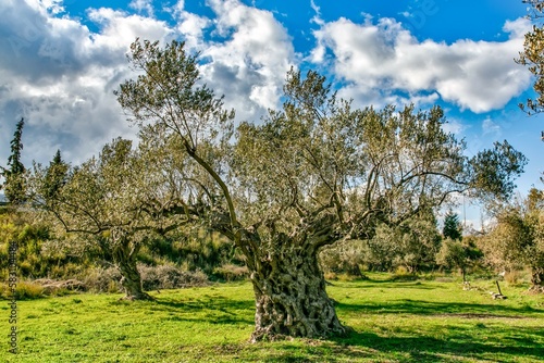 olive tree in the field