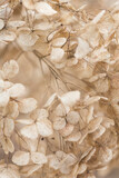 Closeup of dried flowers of Hydrangea paniculata