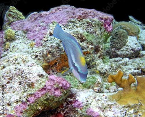 Princess Parrotfish grazing on the reef