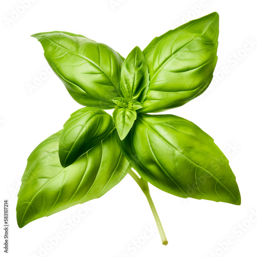 Fresh basil leaf. Isolated on transparent background photo