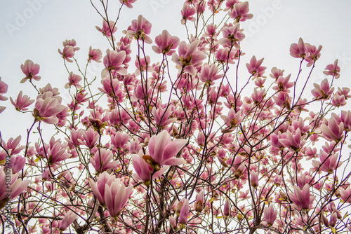 Spring hedge with pink magnolia flowers