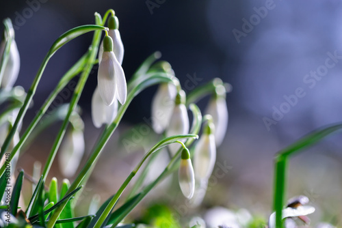 White snowdrop flowers against green bokeh background.