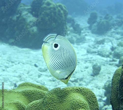 Foureye Butterflyfish grazing on the reef