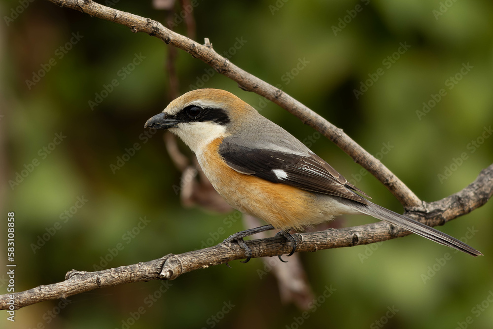 Obraz premium 春の始まり頃のモズ