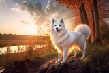 Cute White American Eskimo Dog Standing on the River Bank at Sunset