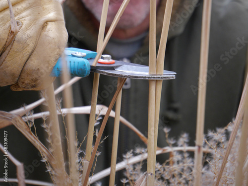 Bei der Gartenarbeit, Rückschnitt von Gräsern im Frühling 
