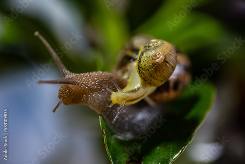 tiny snail on a small snail on a big snail