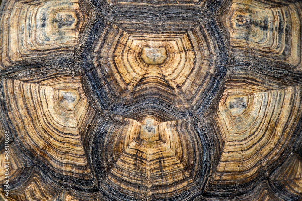 Top view of turtle shell of sulcata tortoise or African spurred tortoise. background and texture. Top view of turtle shell of sulcata tortoise or African spurred tortoise. background and texture.