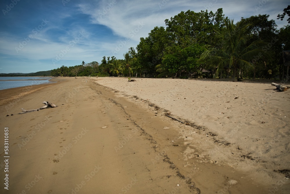 Wide sandy beach in Coron, Philippines, with palm trees and other trees growing densely along it. Wide sandy beach in Coron, Philippines, with palm trees and other trees growing densely along it.
