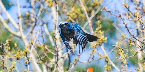 Foto Florida Scrub Jay - Aphelocoma coerulescens - rare and critically endangered species