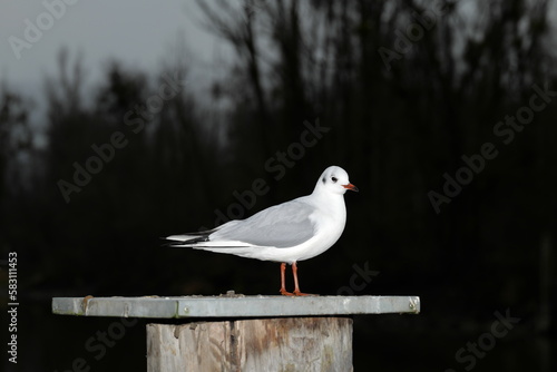 Portrait of a seagull standing on a bollard in the evening