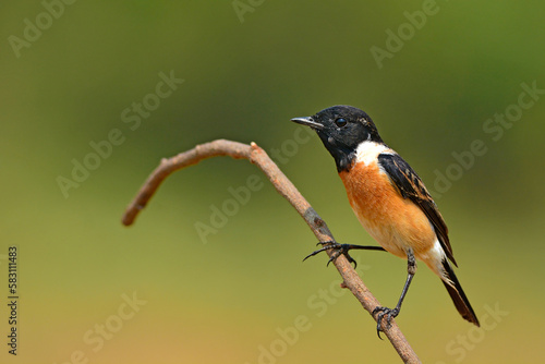 Eastern Stonechat bird photo