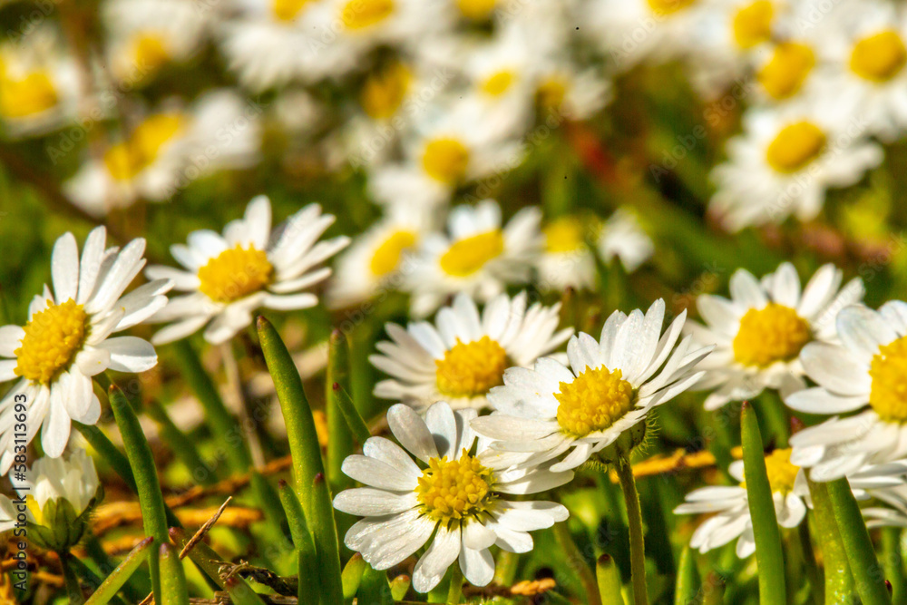 daisies in a meadow