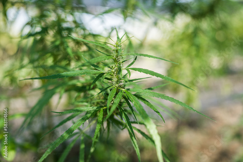 Marijuana, Cannabis plant leaf growing outdoors in the garden