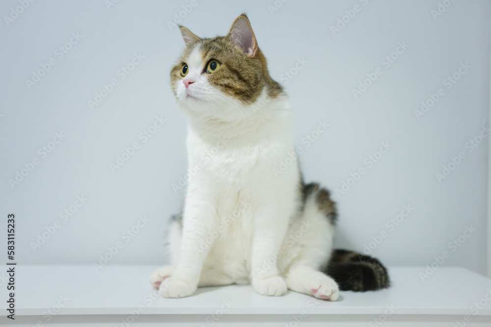 scottish tabby cat isit on table with white isolated background scottish tabby cat isit on table with white isolated background