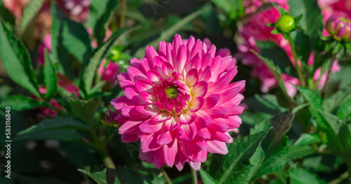 Pink dahlias blooming in botanical garden.