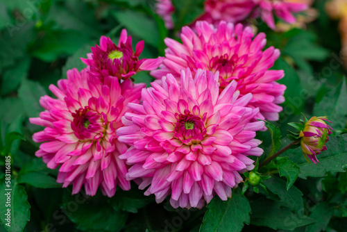 Pink dahlias blooming in botanical garden.