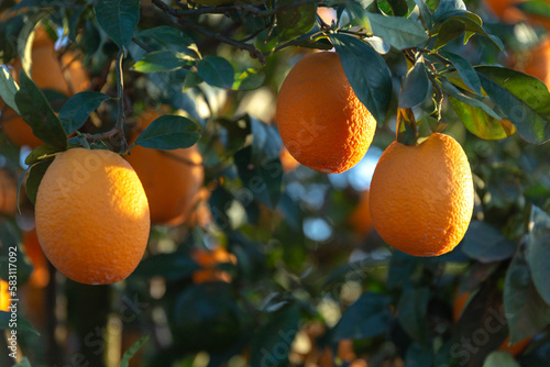 Branch with ripe oranges in a citrus orchard. Citrus sinensis. Close-up. Citrus harvest in Israel. Soft selective focus.