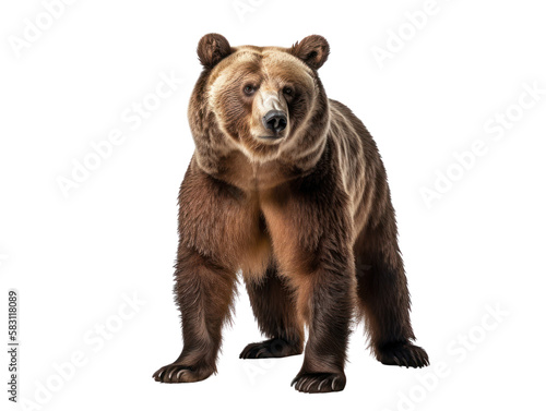 Grizzly bear isolated on white, transparent background, PNG, generative ai  © Rawf8