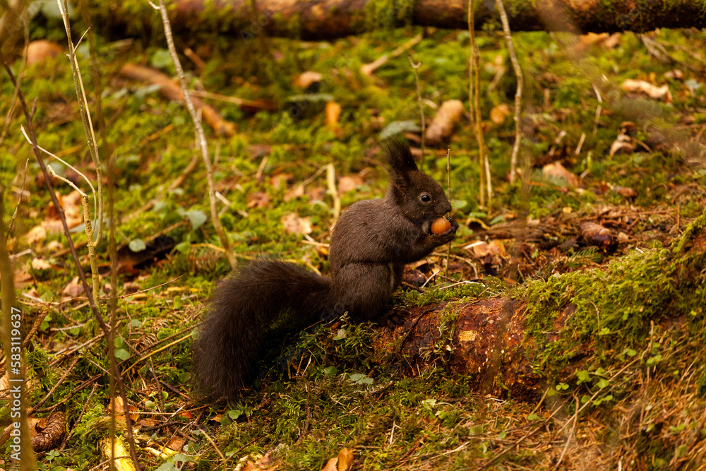 Eichhörnchen mit Nuss im Herbstwald Eichhörnchen mit Nuss im Herbstwald
