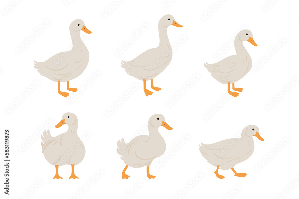 Domestic fowl. Vector contour illustration of duck.